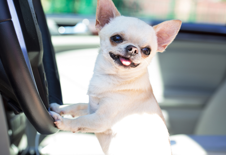 Consejos para llevar a tu mascota en el coche este verano 