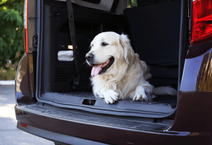 Consejos para llevar a tu mascota en el coche este verano 